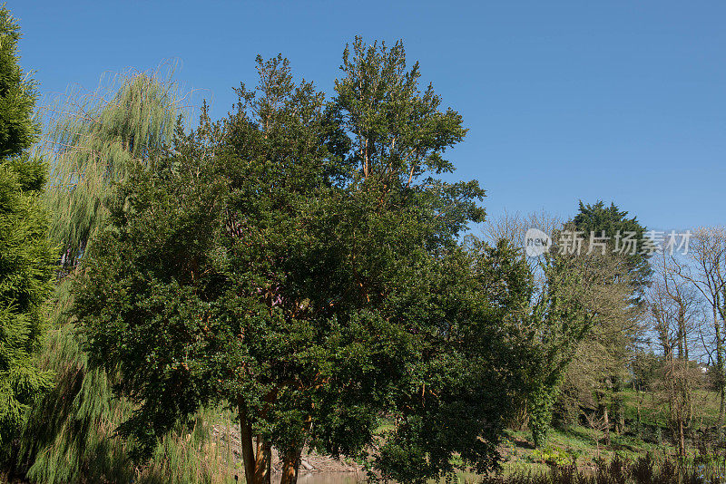 一种常青智利桃金娘的夏季树叶，Temu或Arrayan树(Luma apiculata)生长在英格兰德文郡乡村别墅花园的湖边